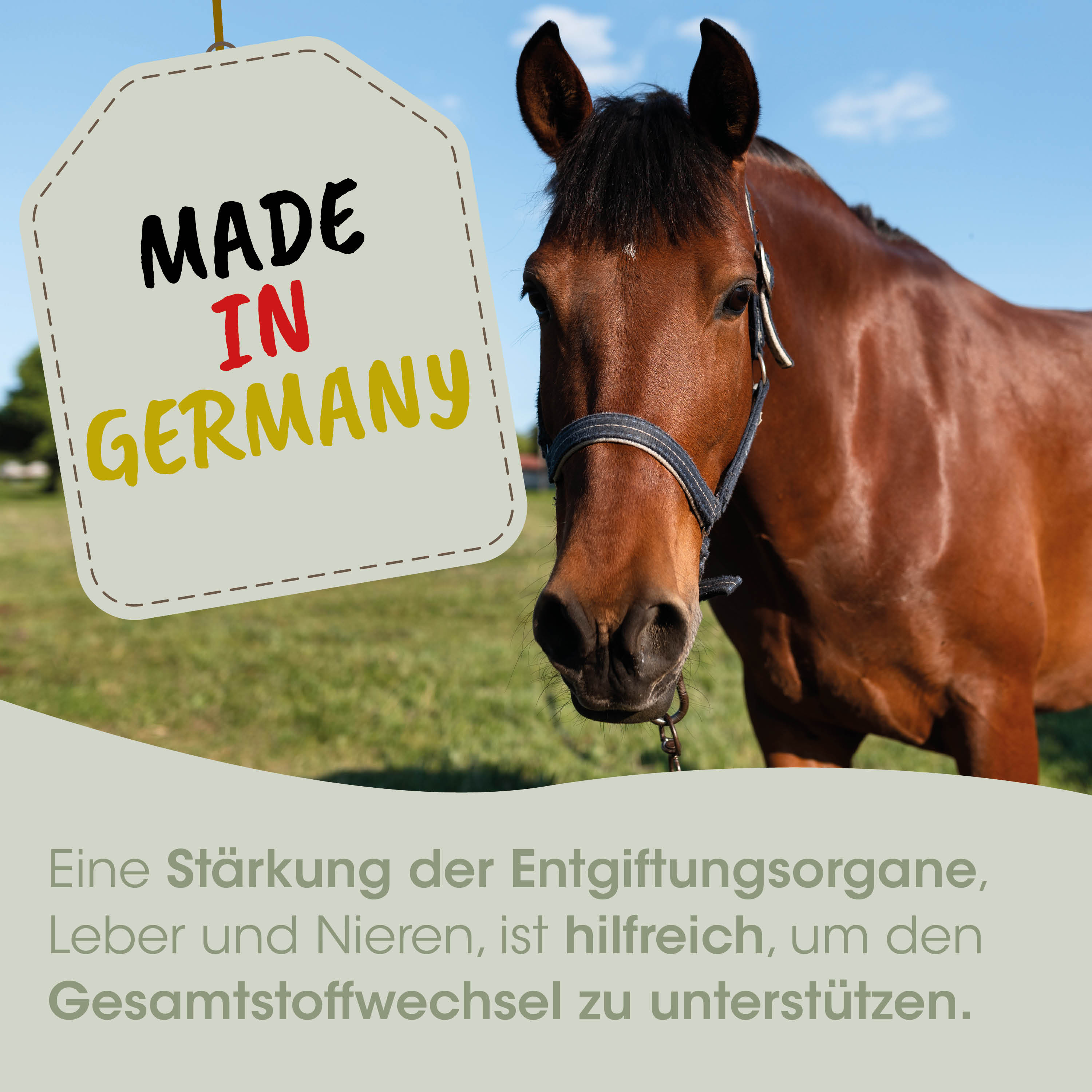 Pferd, Pferdekopf, Halfter, braun, Made in Germany