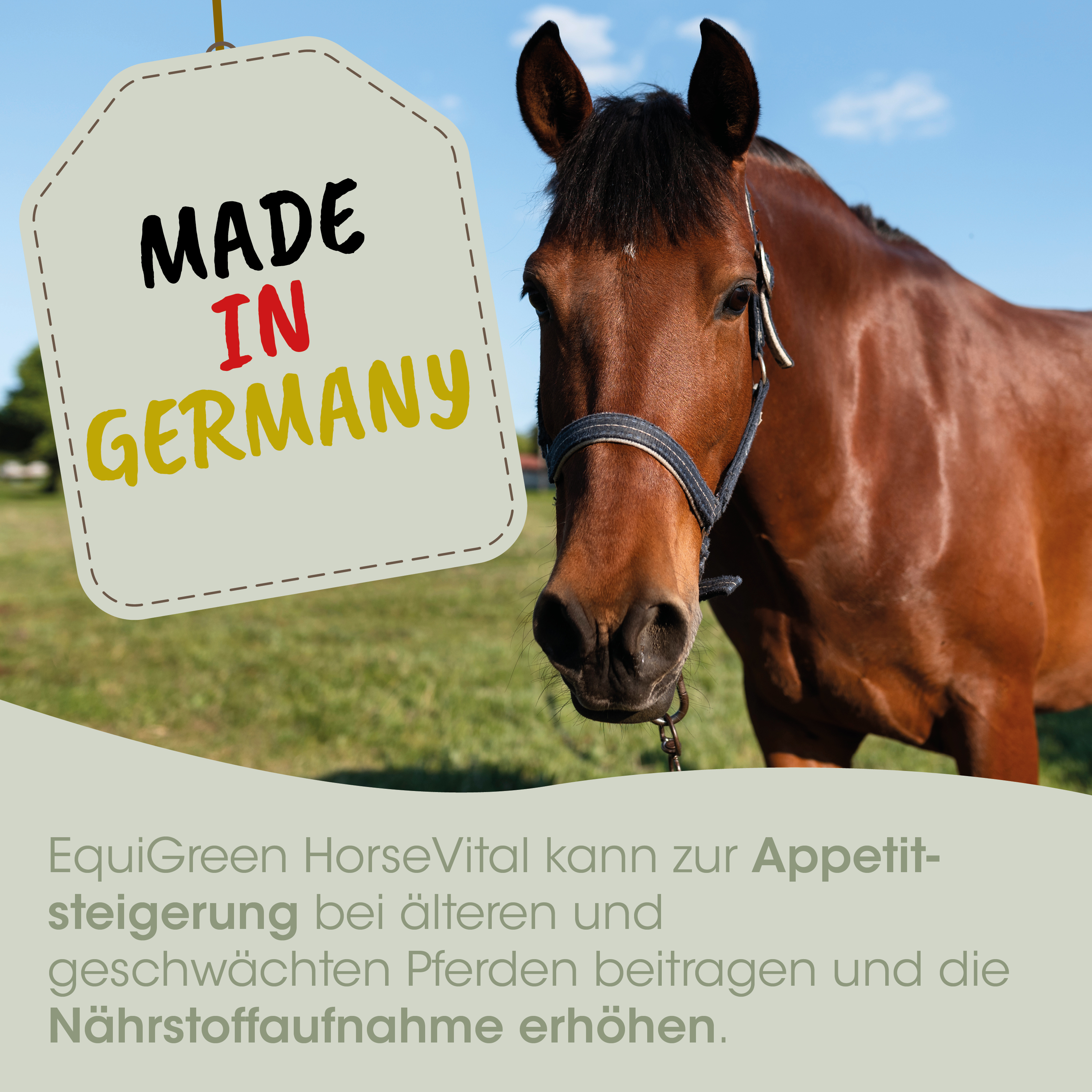 Pferd, Pferdekopf, Halsband, brauner Fell, Anhänger