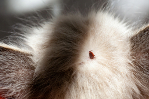 Banner Katze Parasiten-2 Tier, Säugetier, Ratte, Nagetier