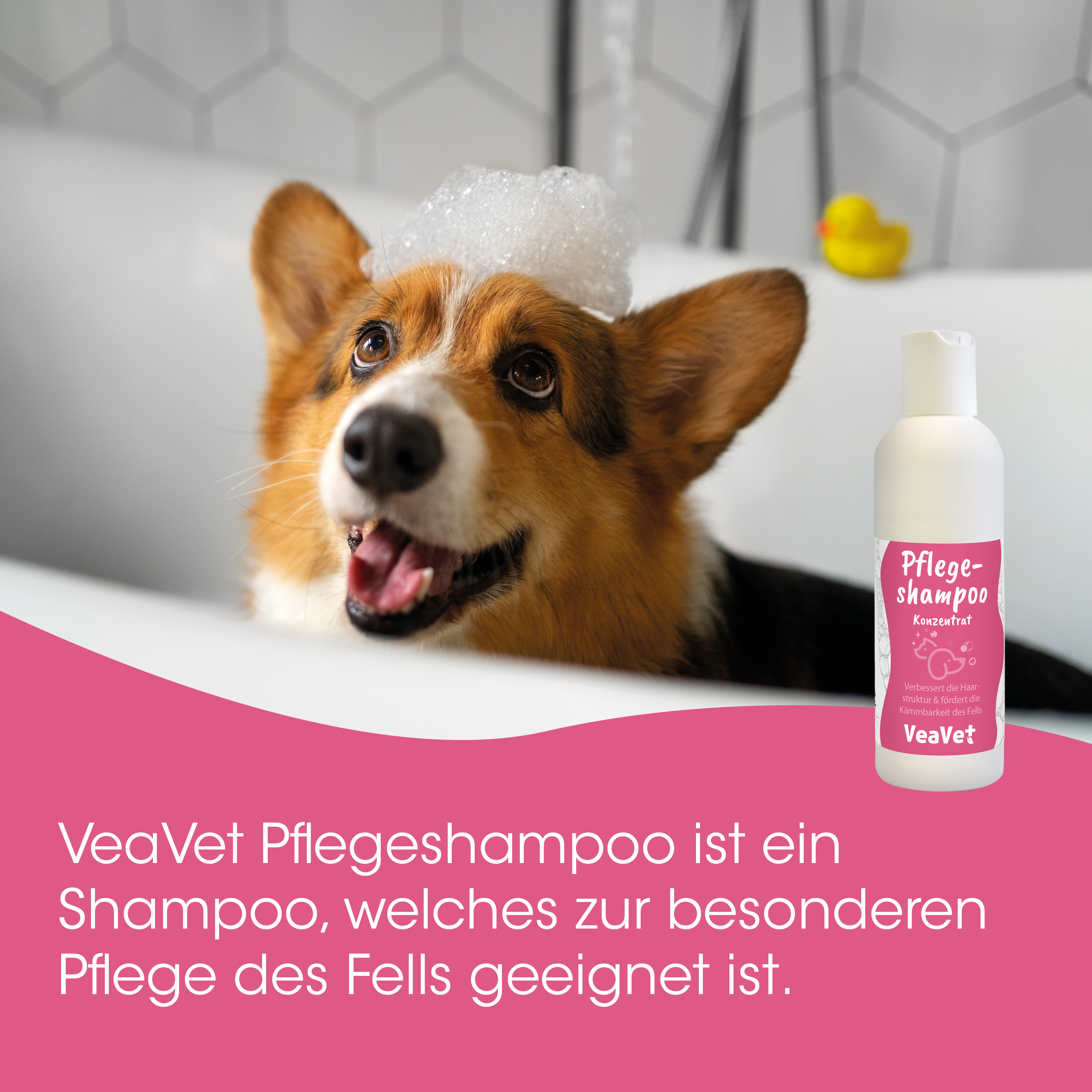 Hund, Hundepflege, Shampoo-Flasche, pinkes Etikett, Badetag