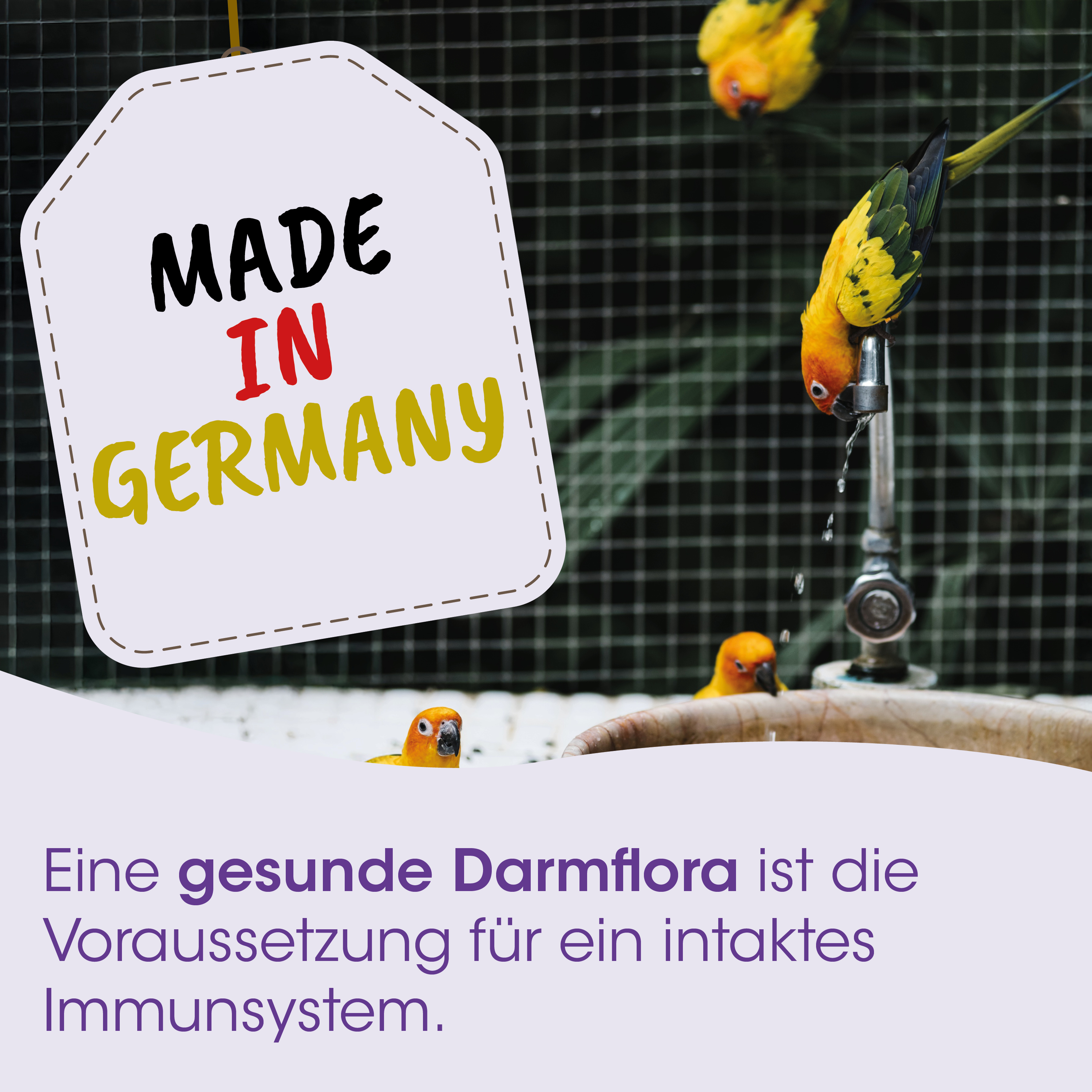 Vogelfutter, Kanarienvogel, Wasserhahn, Gelb-orange, Gartenvoliere