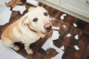 Banner Gesundheit Hund-6 Papier, Hund, Säugetier, Haustier, Labrador Retriever
