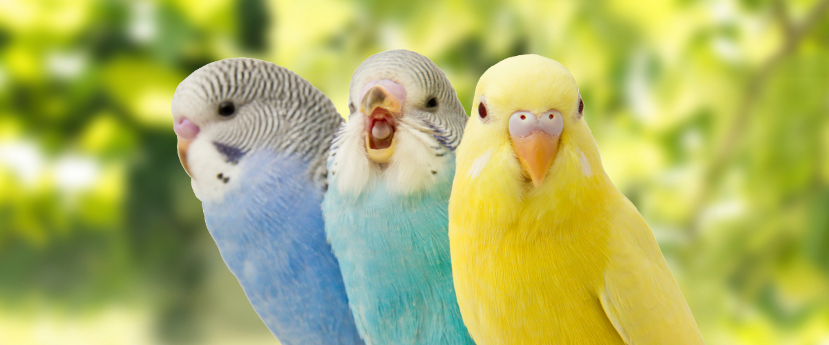 Tier, Vogel, Sittich, Papagei