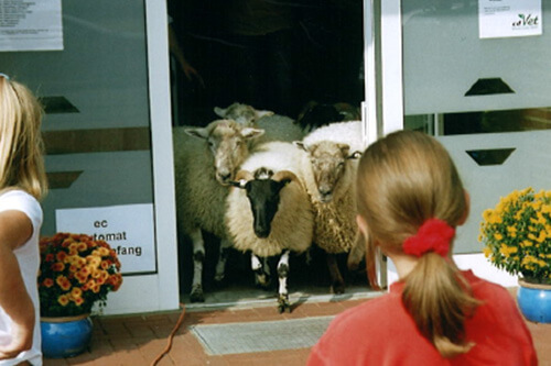 Tiertage_2006_500x333px Tiertage_2006_500x333px