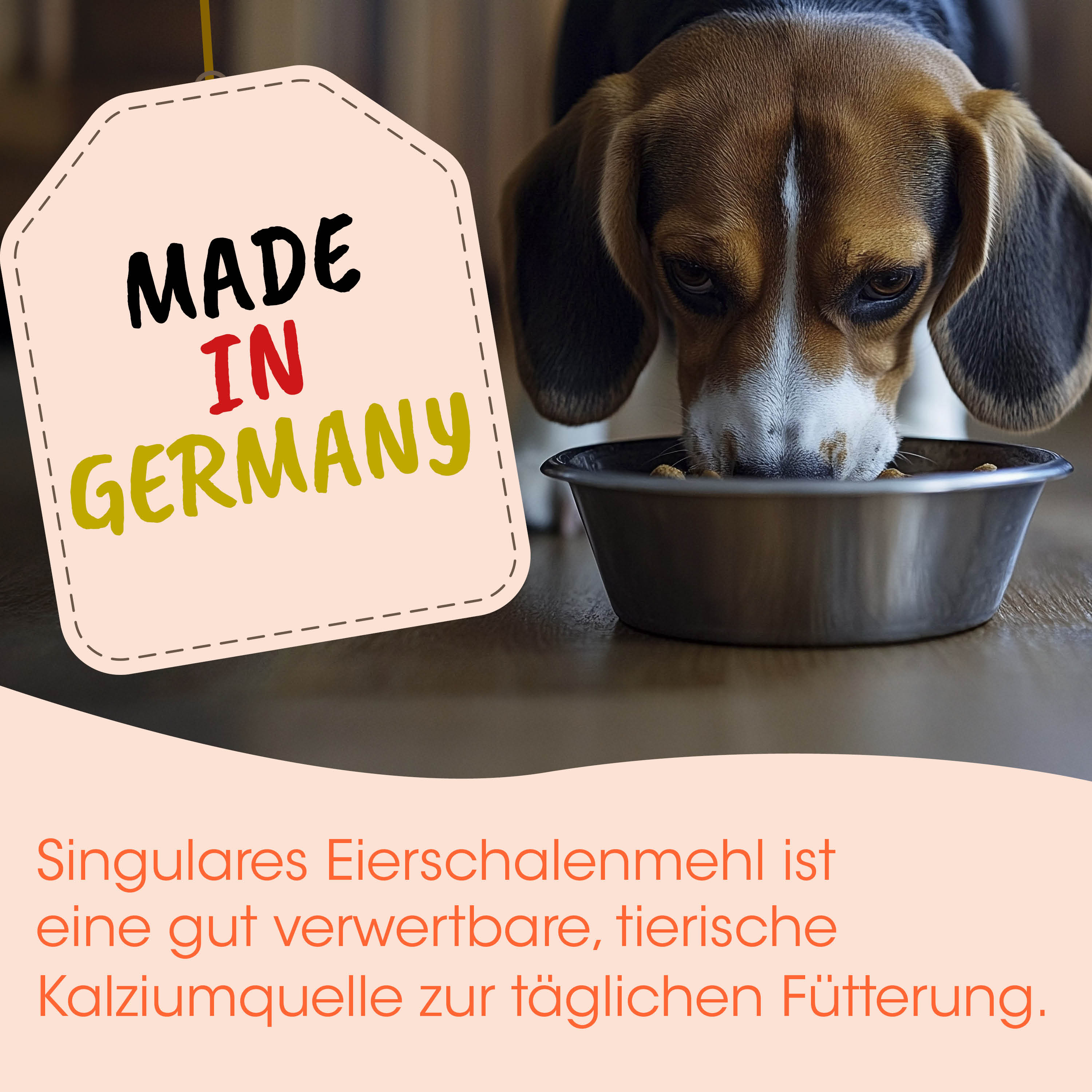 Hund, Futterschale, Beagle, Kalziumquelle, Tierfutter