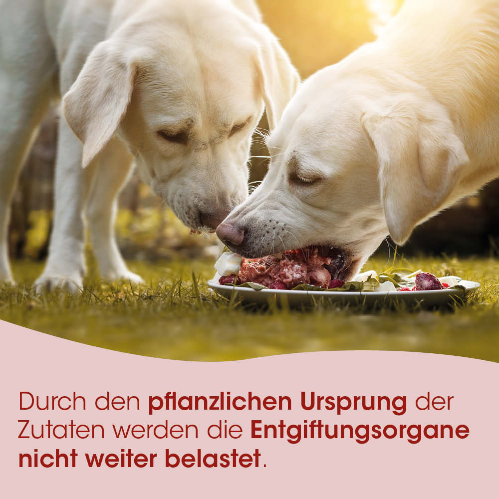 Hund, Hunde, Futter, Knochenfutter, Nassfutter