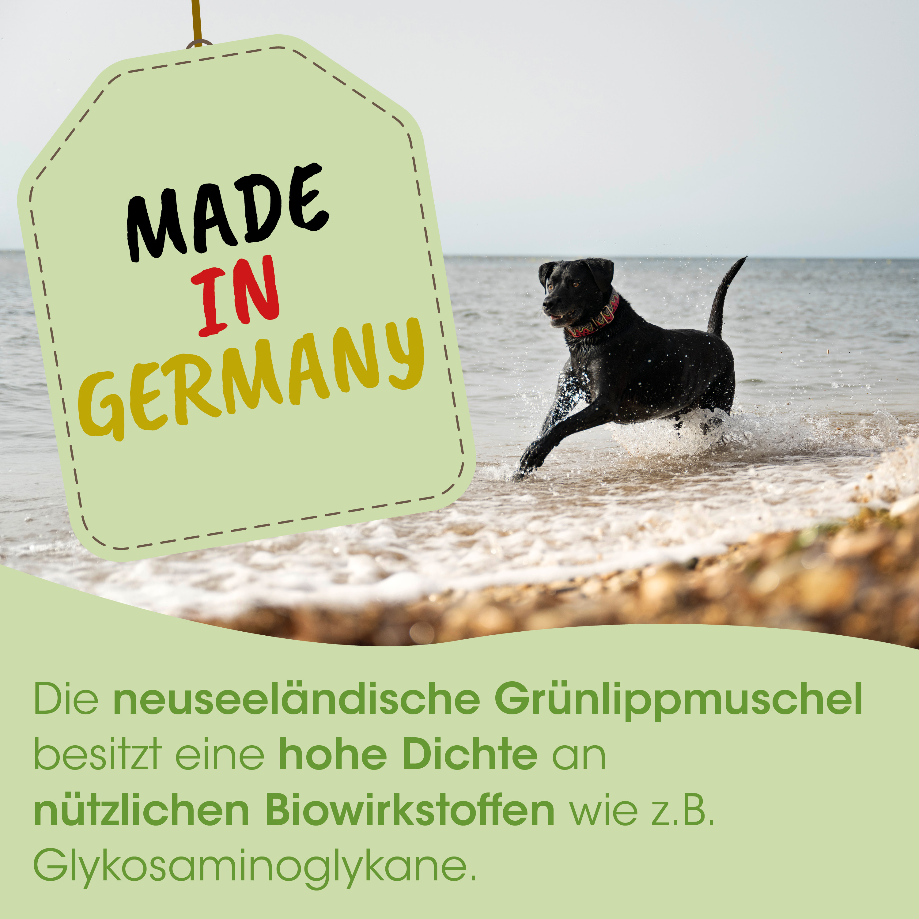 Hund, Halsband, Schwarz, Hund-am-Strand, hergestellt-in-Deutschland