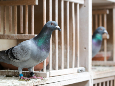 Themenseite Kleintiere-5 Tier, Vogel, Taube
