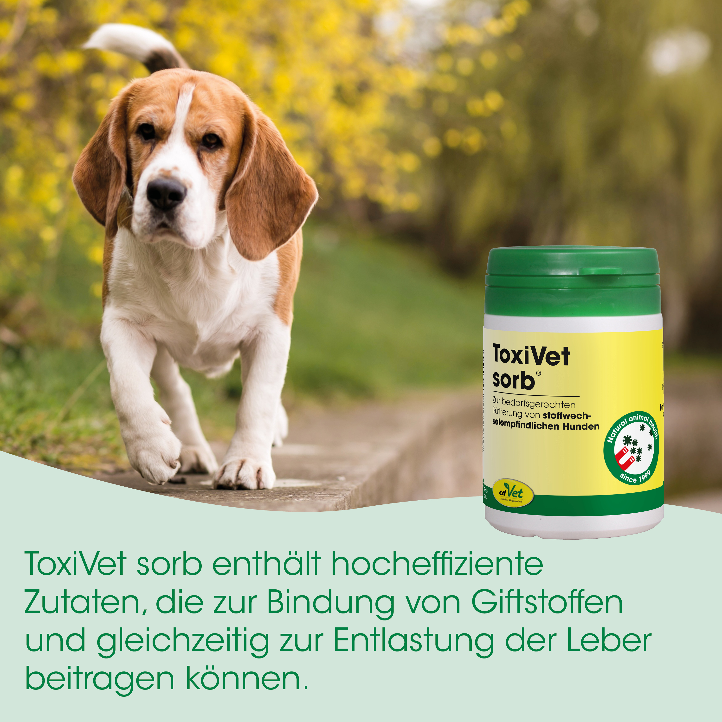 Beagle, Hund, Tiergesundheit, Tierarzneimittel, ToxiVet Sorb