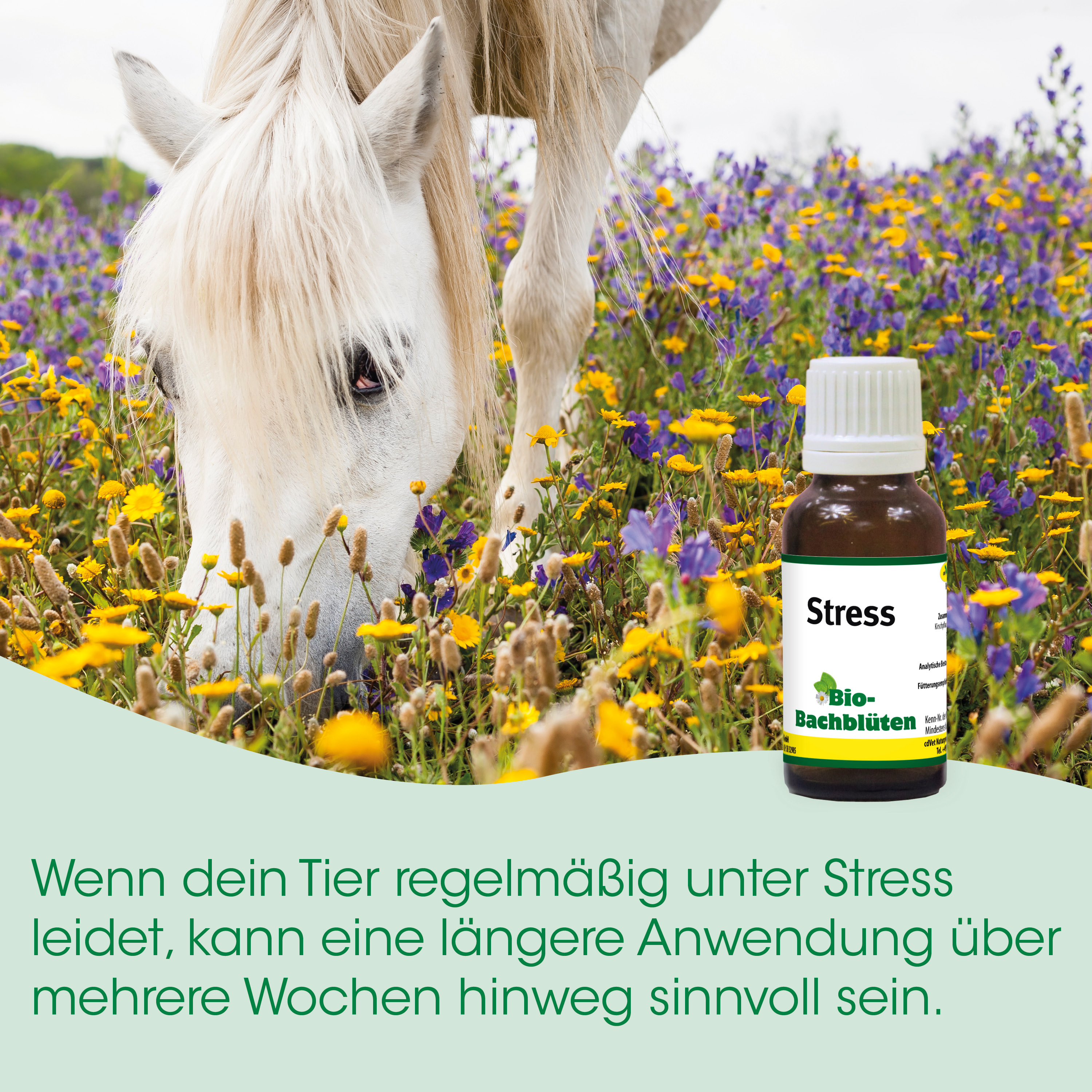 pferd, feld, blumen, stressabbau, flasche