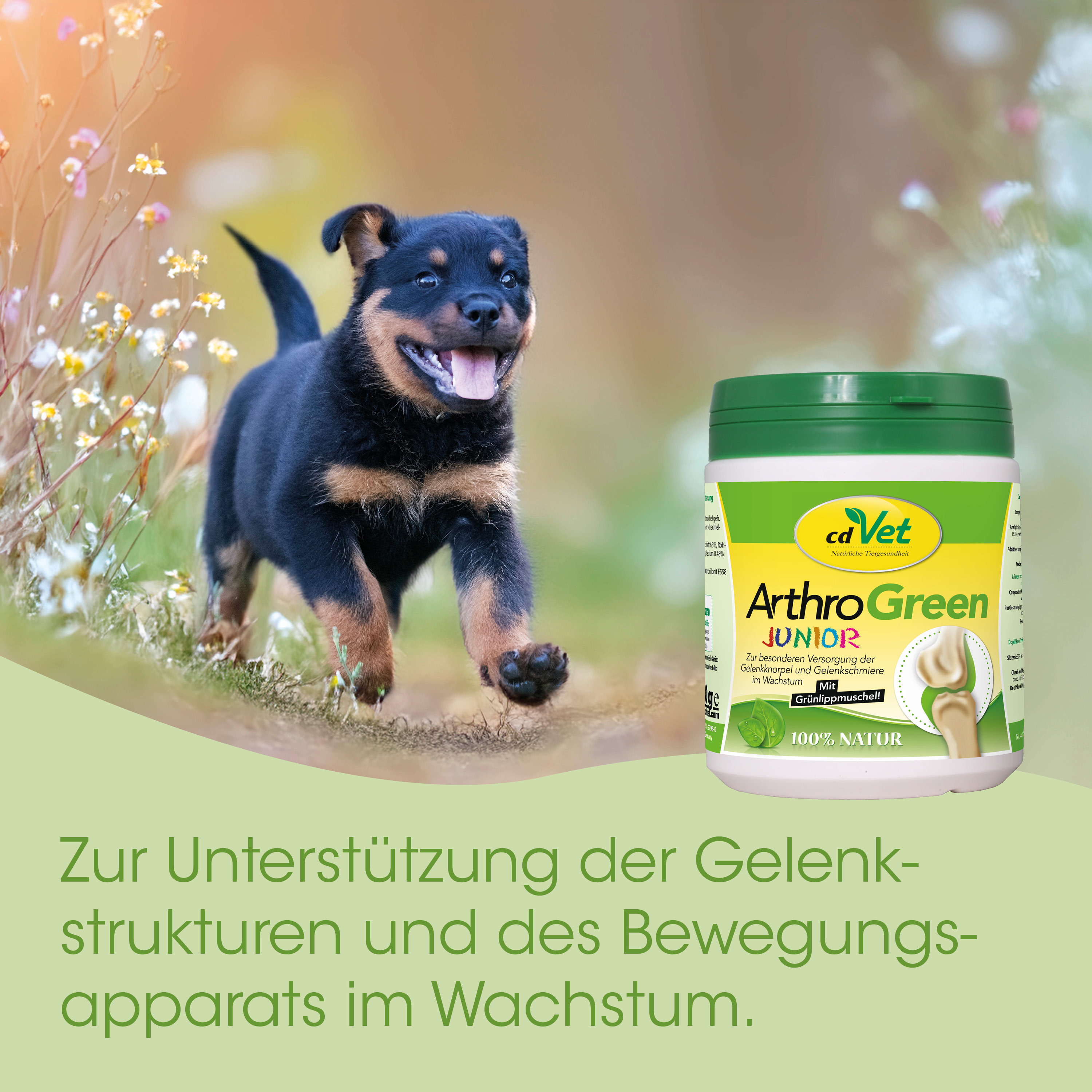 Hund, Welpe, Schale, ArthroGreen, Kokos?