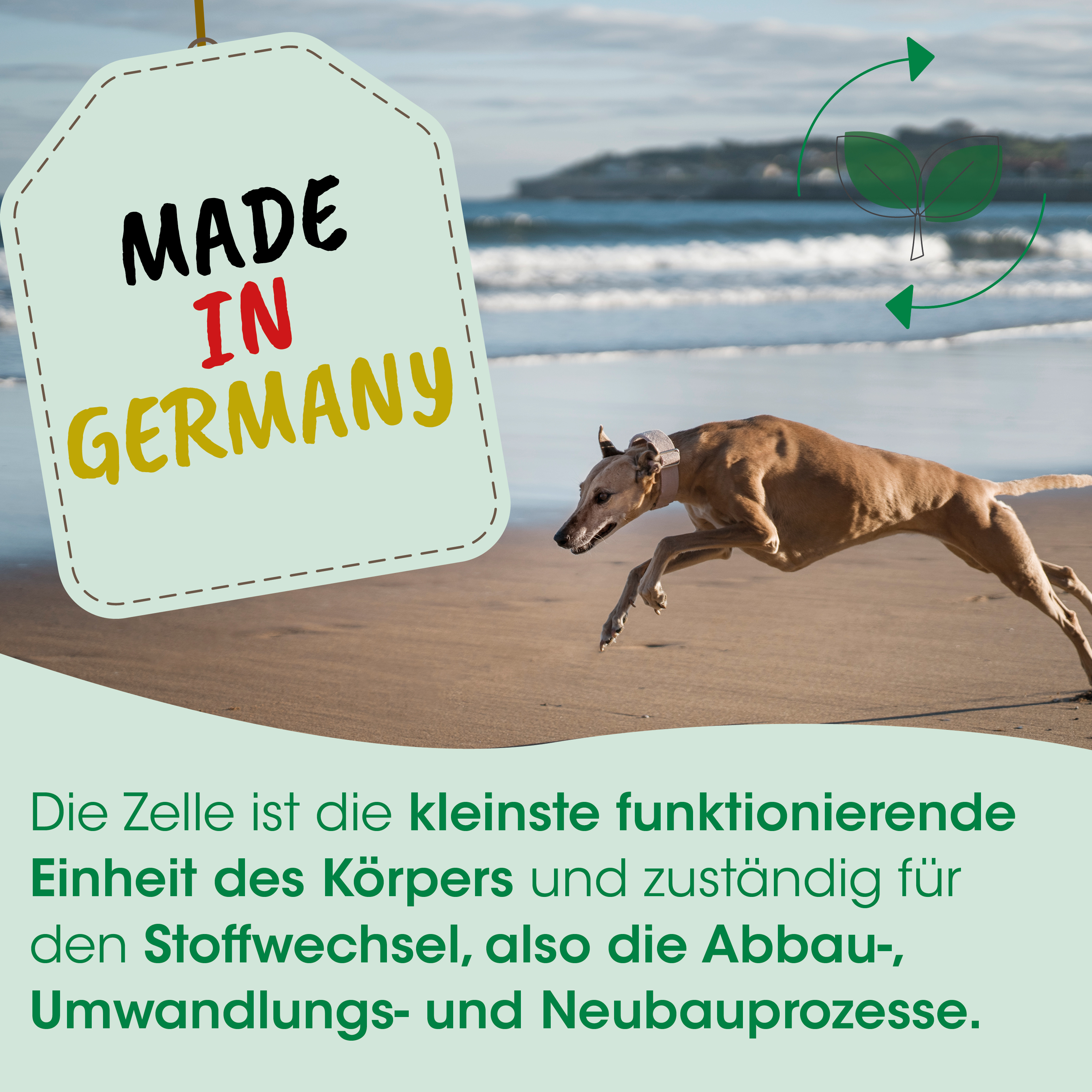Hund, Lauf, Tier, Strand, Bewegung