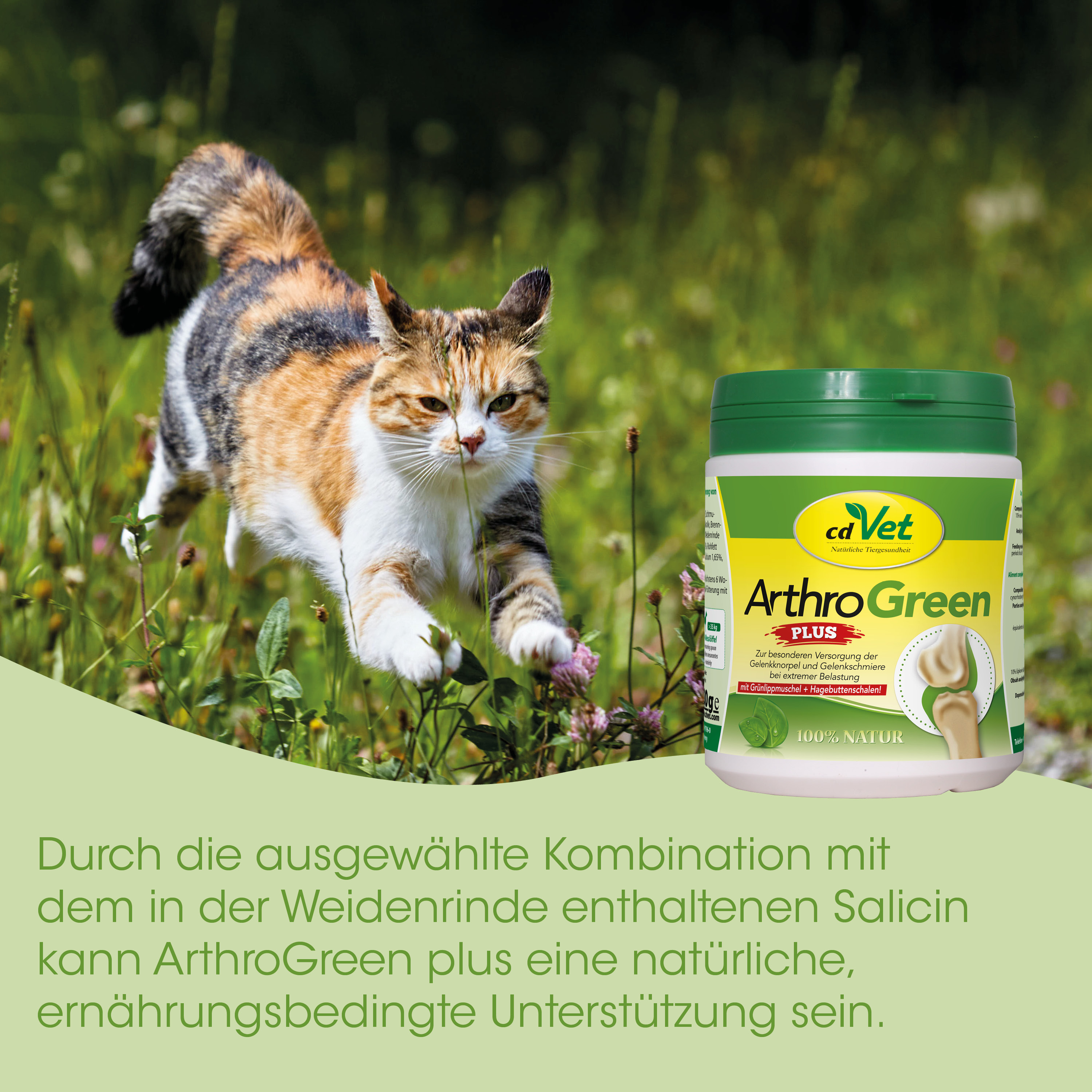 Katze, Draußen, Calico, Tierernährung, Arthritis Nahrungsergänzung