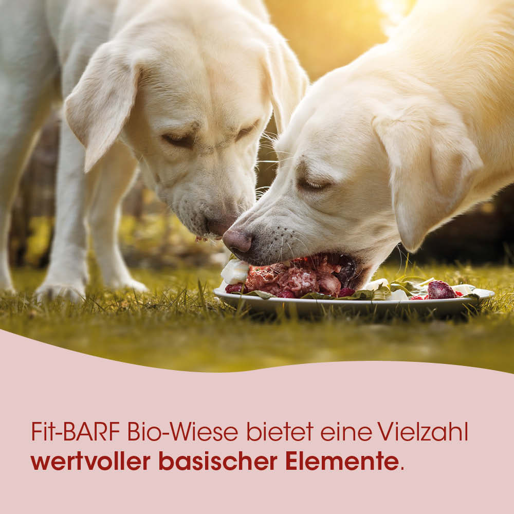 Hundefood, Hundefutter, Futterplatte, Bio-Wiese, Katzenteig?