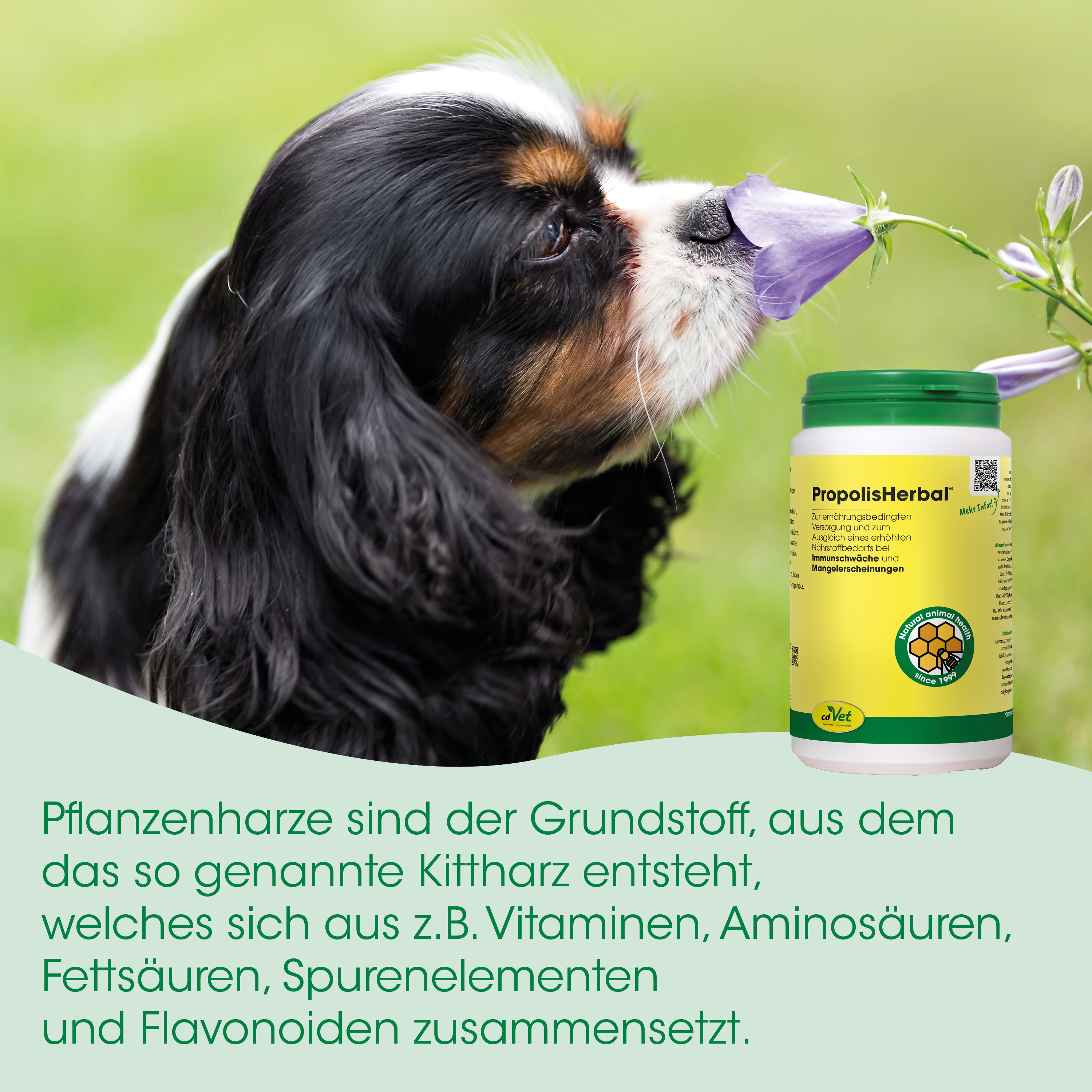 Hund, Tier, Hundeliebe, Pflegeprodukt, Tierarzt?