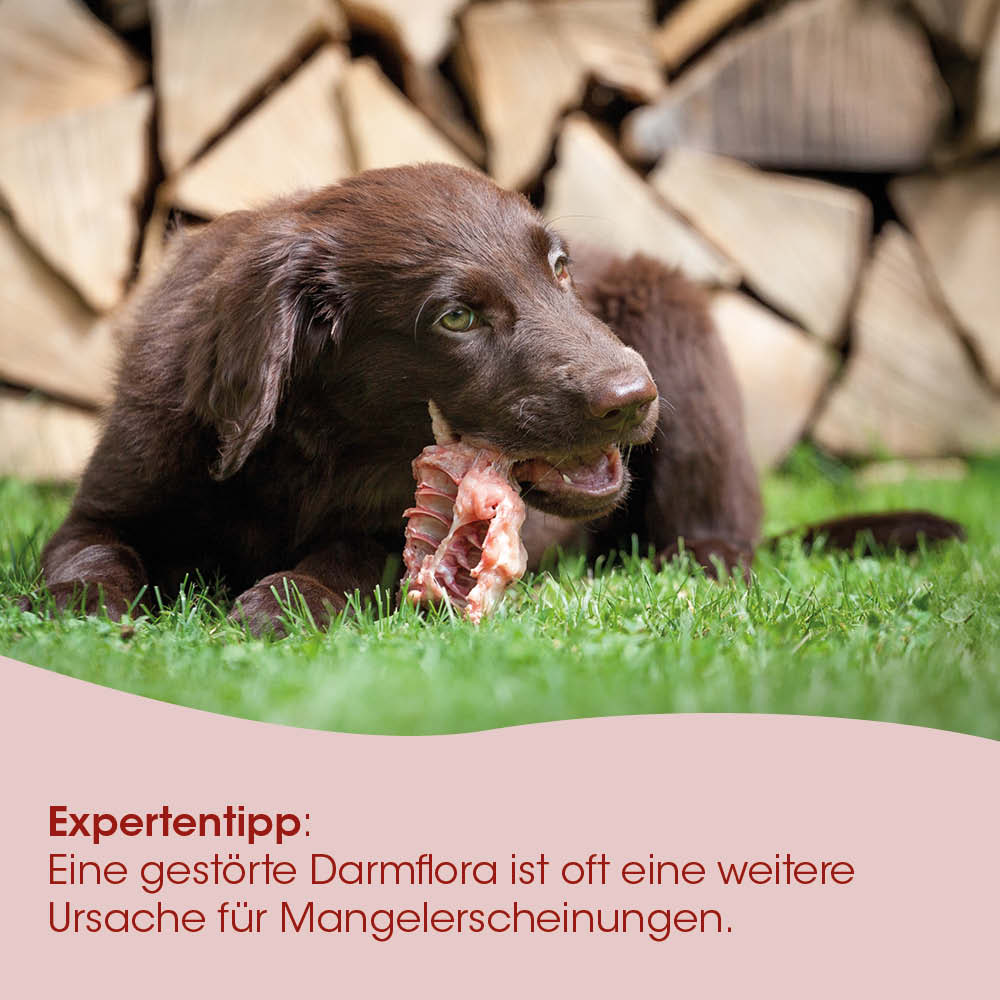 Hund, Knochen, Kau-Knochen, braun, Dogge?