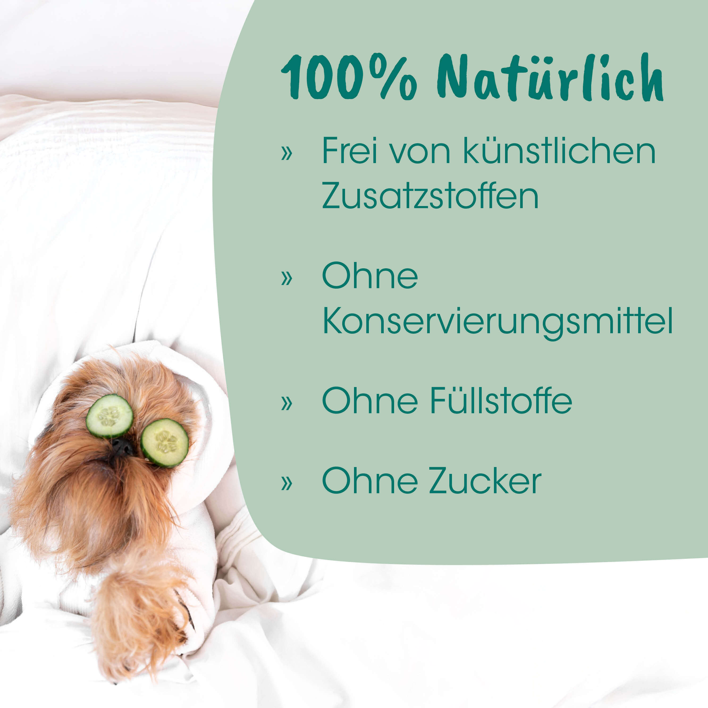 Hund, Kleiner Hund, Kopfkissen, Gurken Augen, Tier