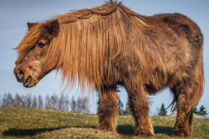 Banner Pferd Fohlen Zucht Alter-3 Feld, Grünland, Draußen, Tier, Säugetier